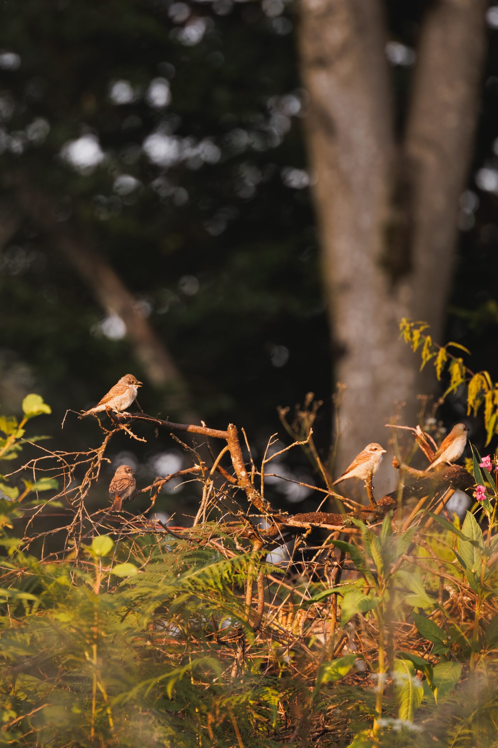 24_07_Faunushof_Drumherum_Stiefkind_Fotografie_0062-min